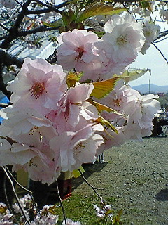 NEC_0494.jpg